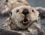 Otterly Amazing Sea Otters