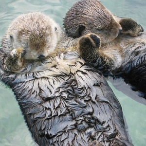 Otters2