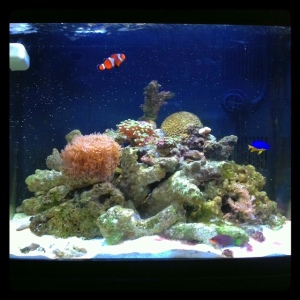 Our 29 gallon Coralife BioCube nano reef aquarium with a healthy diversity of fish, corals, and invertebrates.